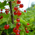 Currant Red Lake Red Lake Currant