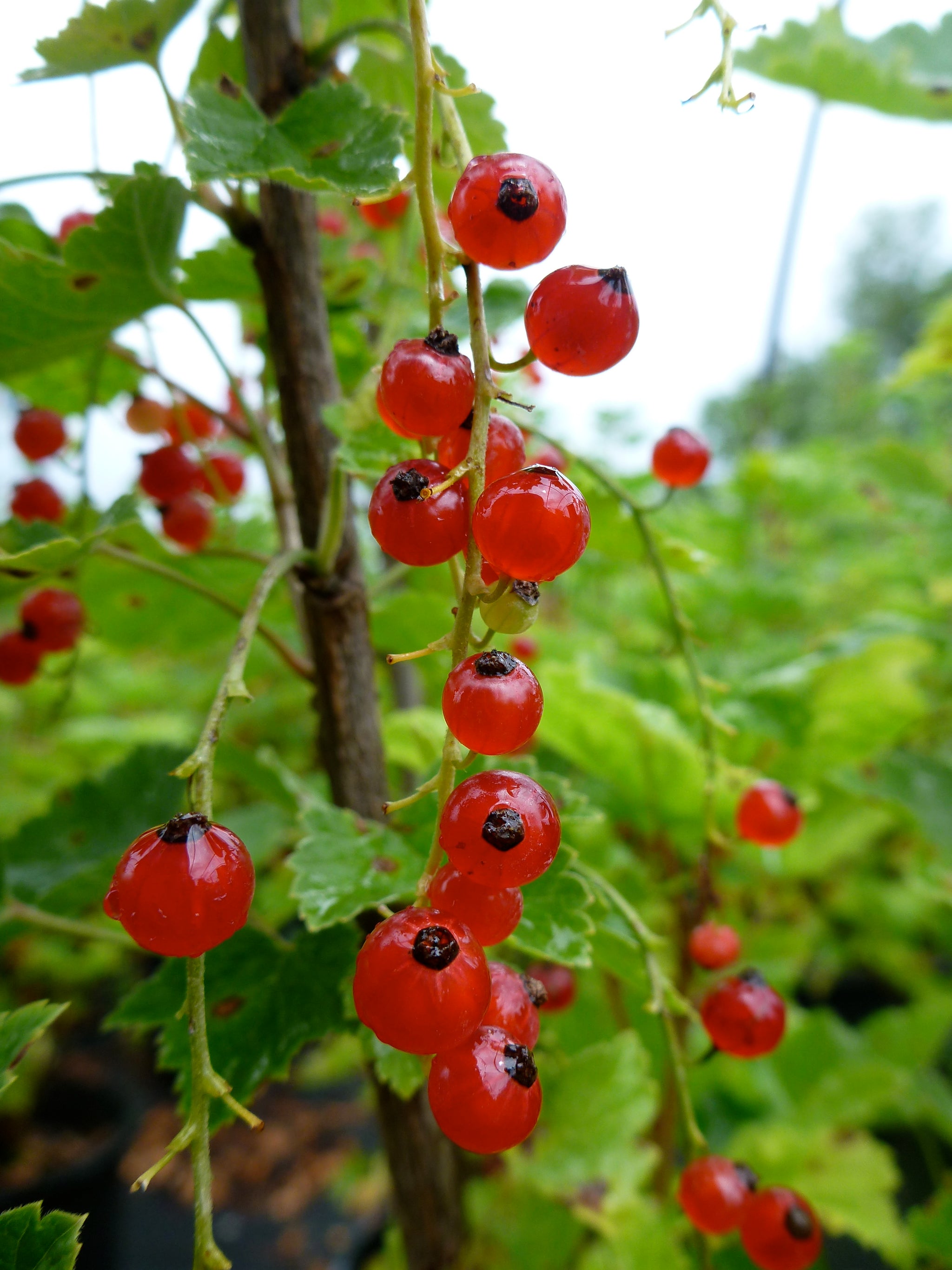 Currant Red Lake Red Lake Currant