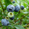 Blueberry Northcountry Northcountry Blueberry