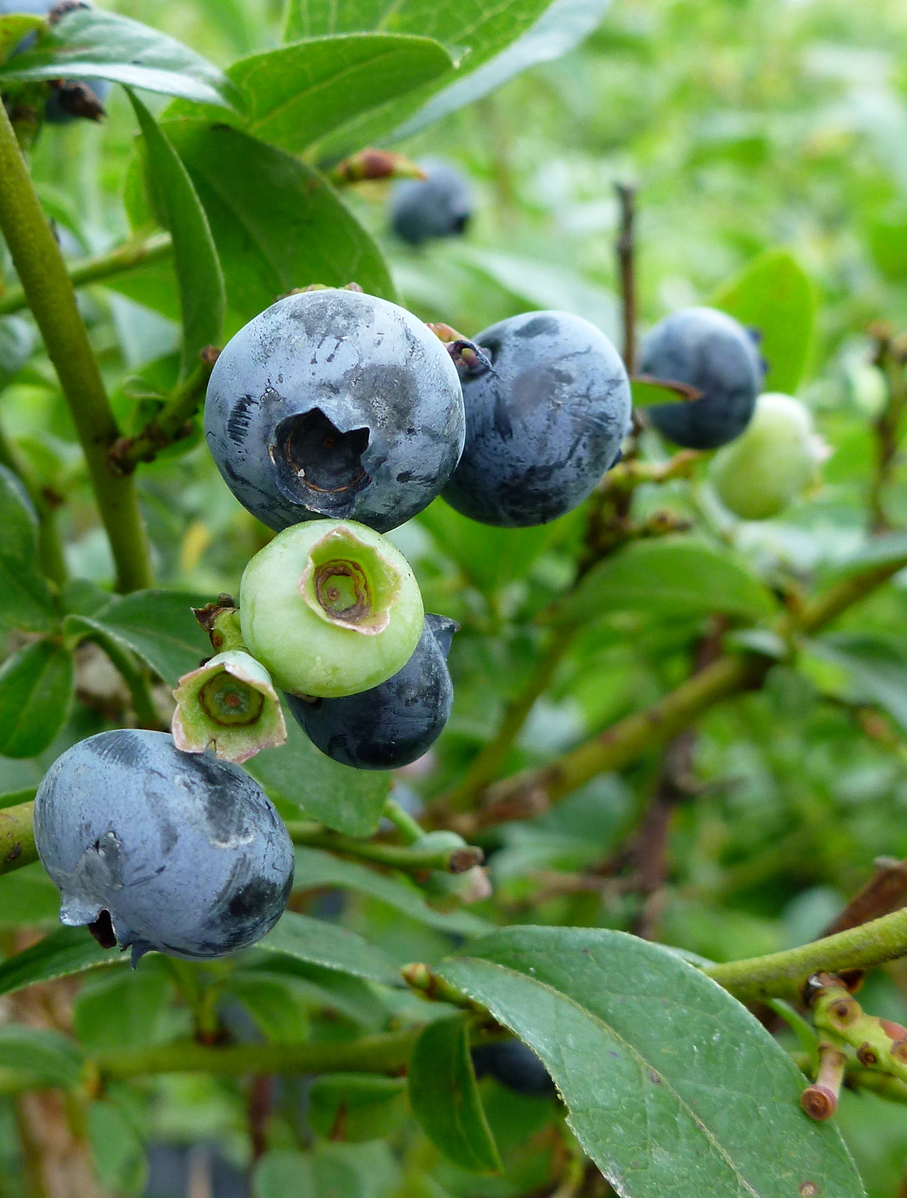 Blueberry Northcountry Northcountry Blueberry