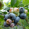 Blueberry Northland Northland Blueberry