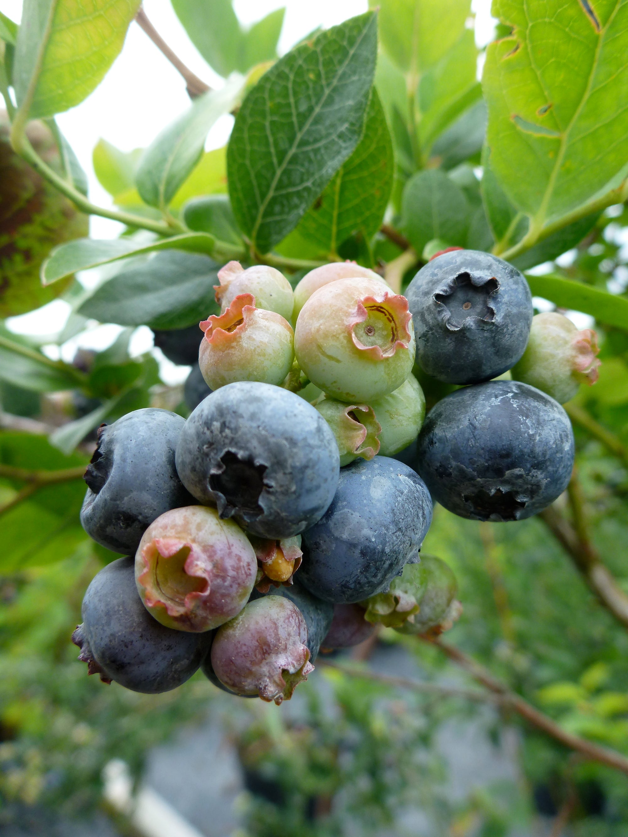 Blueberry Northland Northland Blueberry