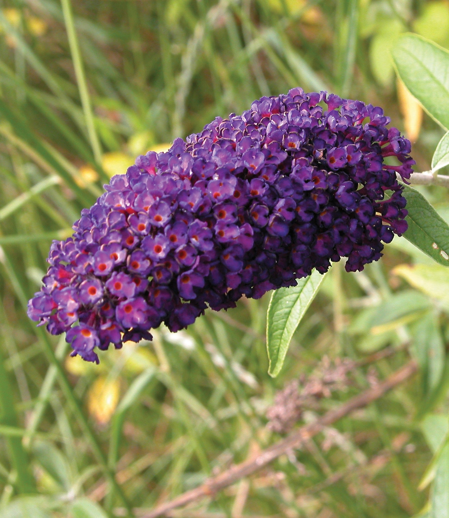 Buddleia davidii Black Knight Black Knight Butterfly Bush