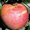 Apple Goodland Goodland Apple