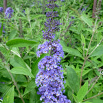 Buddleia davidii Ellen's Blue Ellen's Blue Butterfly Bush