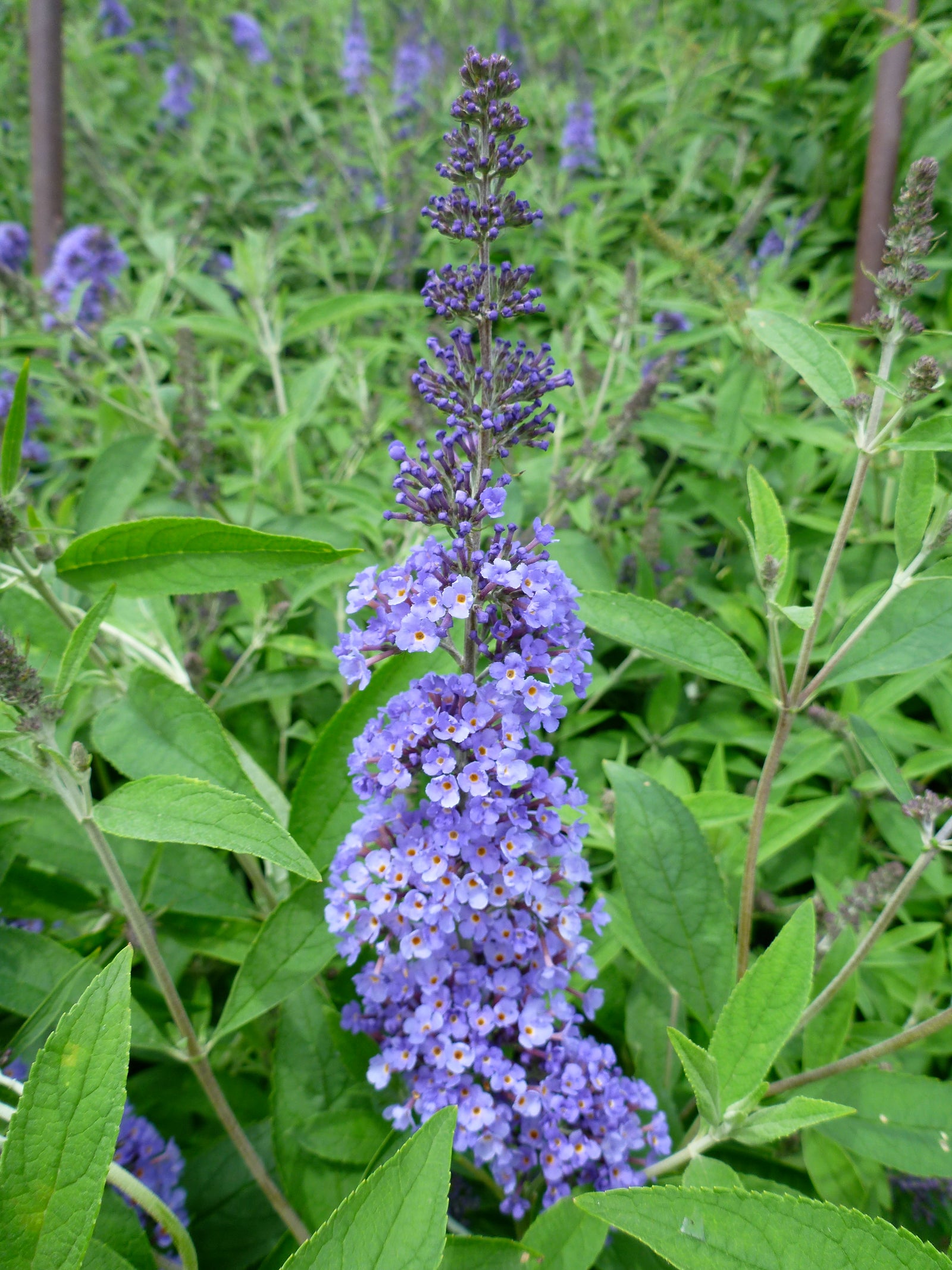 Buddleia davidii Ellen's Blue Ellen's Blue Butterfly Bush