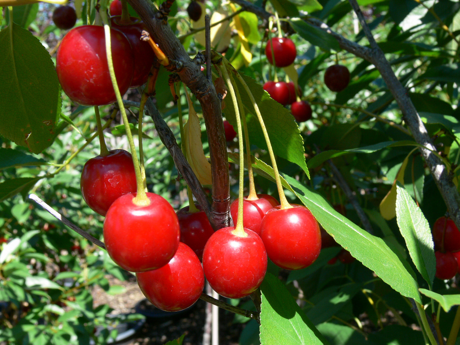 Cherry shrub Cupid CPBR4853 Cupid Cherry