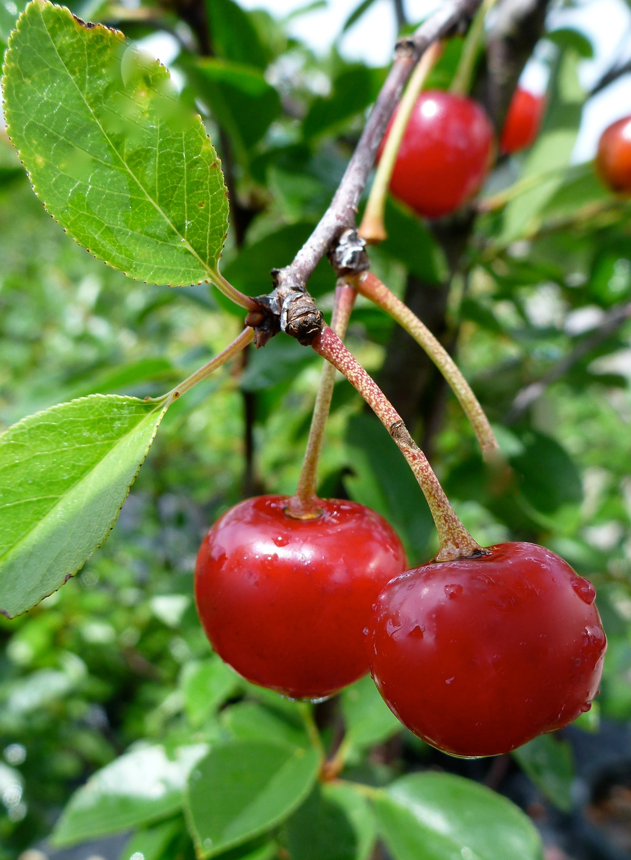 Cherry shrub Valentine CPBR4109 Valentine Cherry