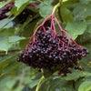 Elderberry Kent Kent Elderberry