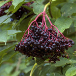 Elderberry Kent Kent Elderberry