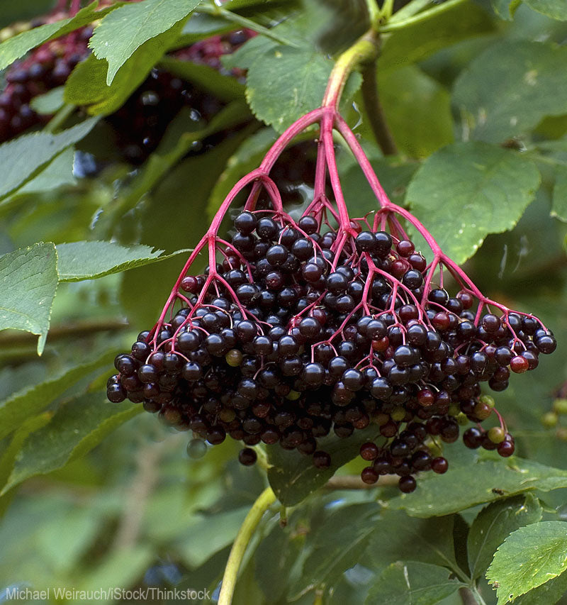 Elderberry Kent Kent Elderberry