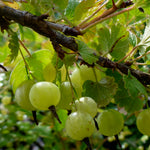 Gooseberry Pixwell Gooseberry