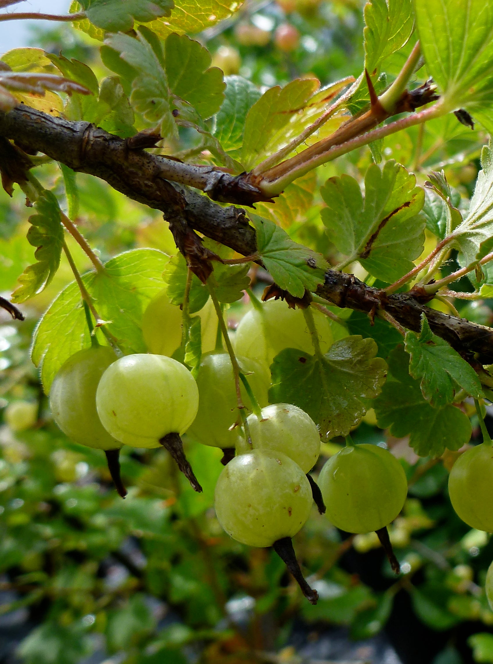 Gooseberry Pixwell Gooseberry