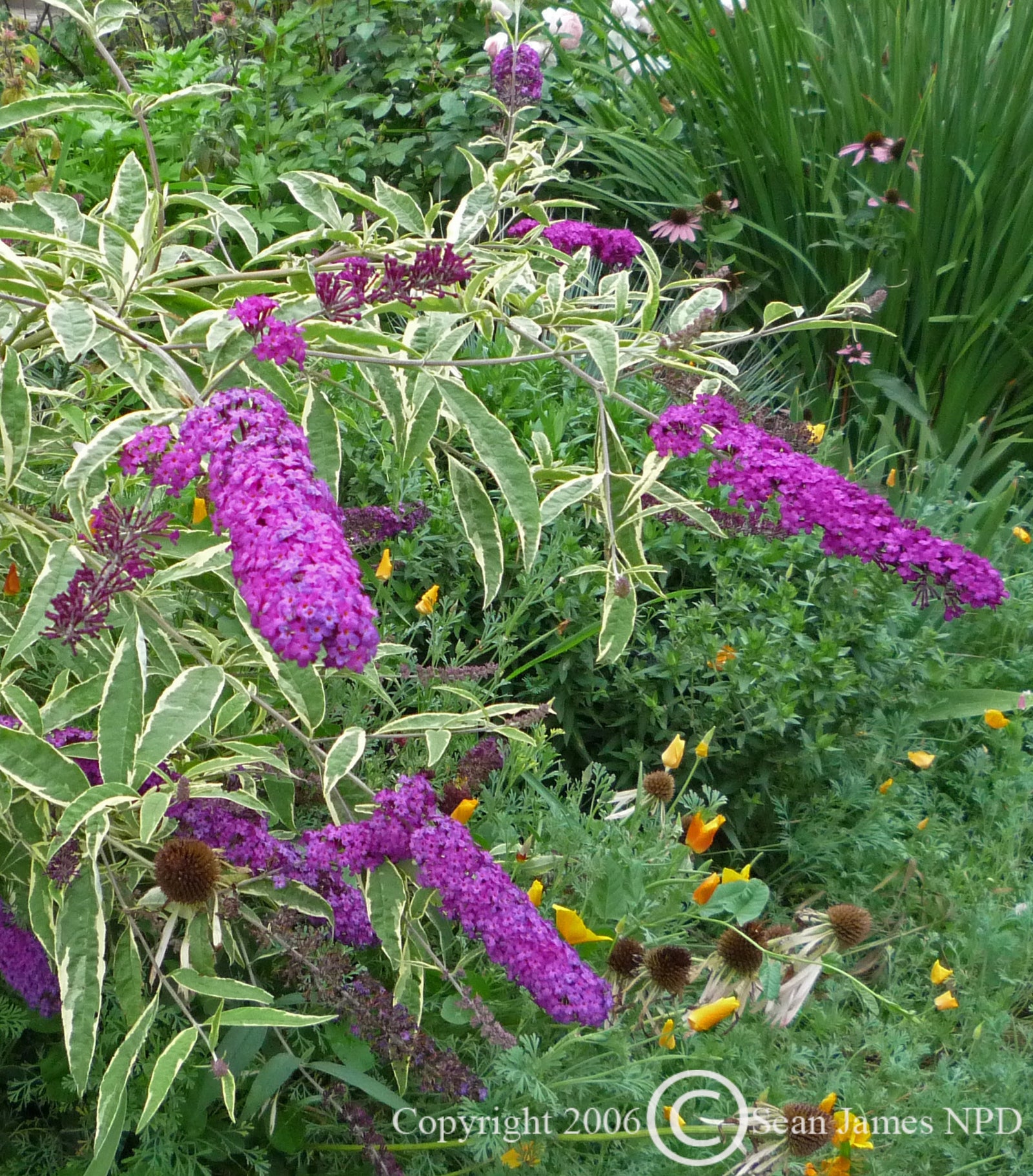 Buddleia davidii Harlequin Harlequin Butterfly Bush