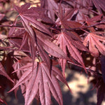 Acer palmatum Crimson Prince Crimson Prince Japanese Maple