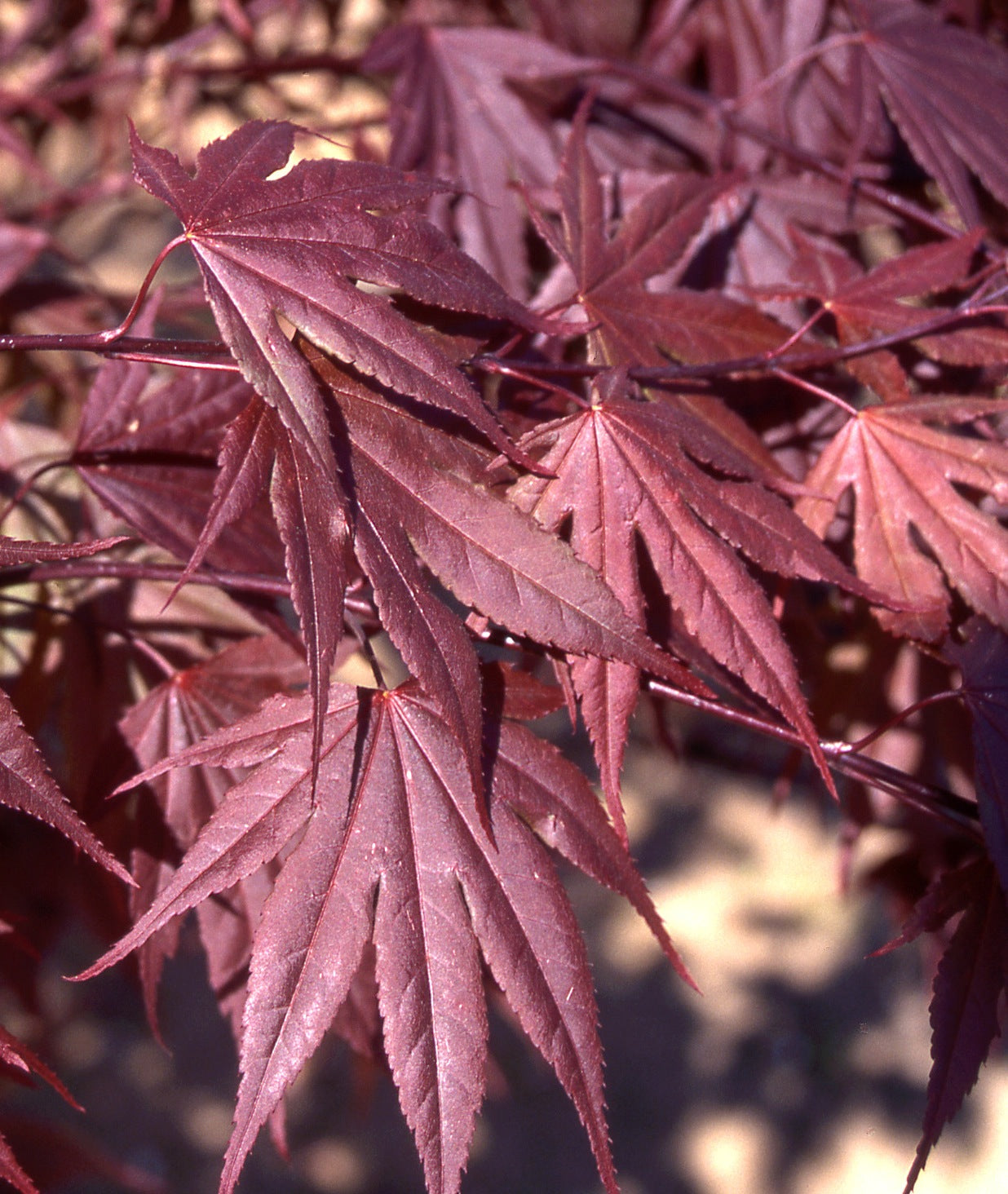 Acer palmatum Crimson Prince Crimson Prince Japanese Maple