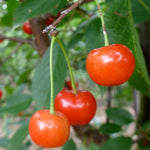 Cherry Montmorency Montmorency Cherry