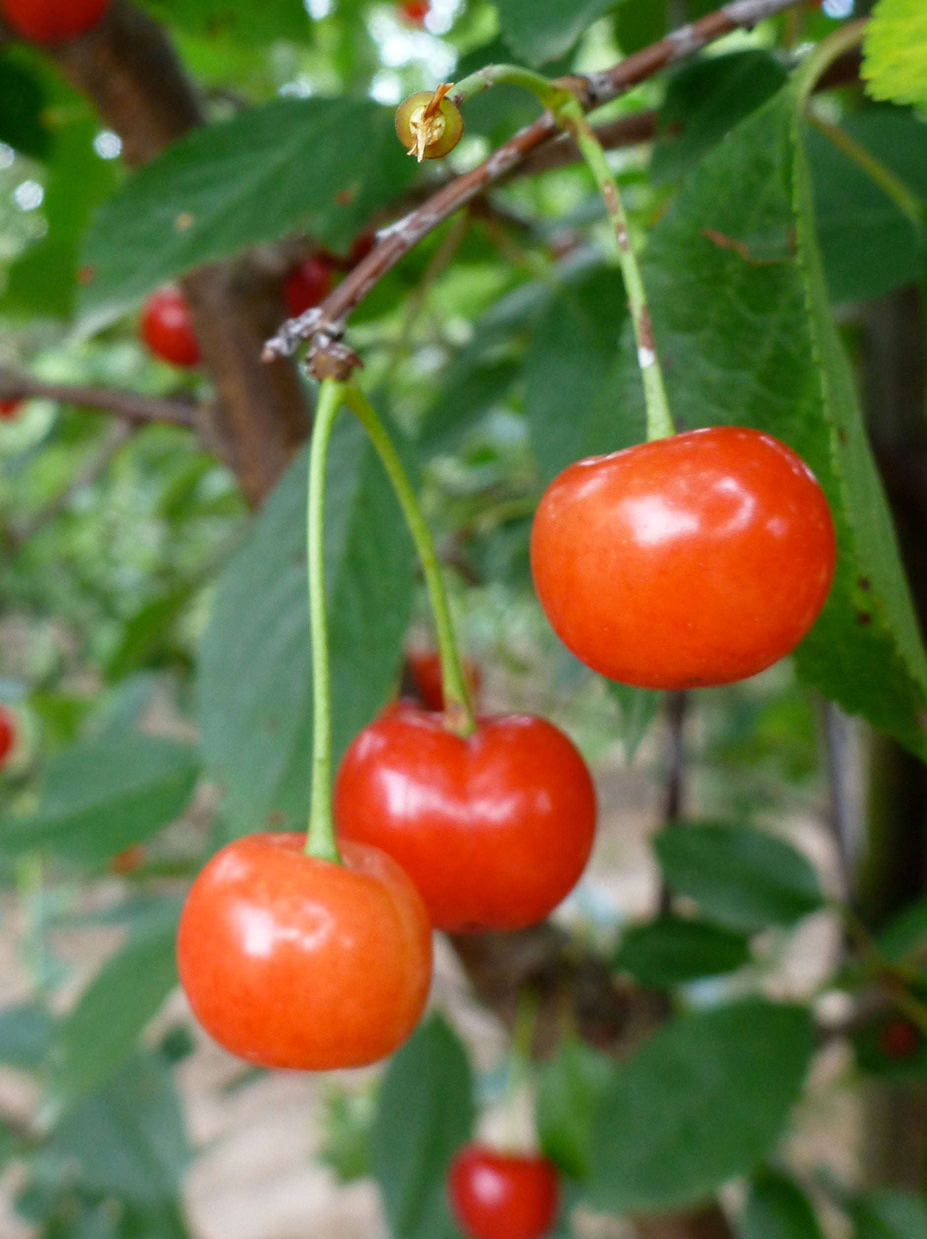 Cherry Montmorency Montmorency Cherry