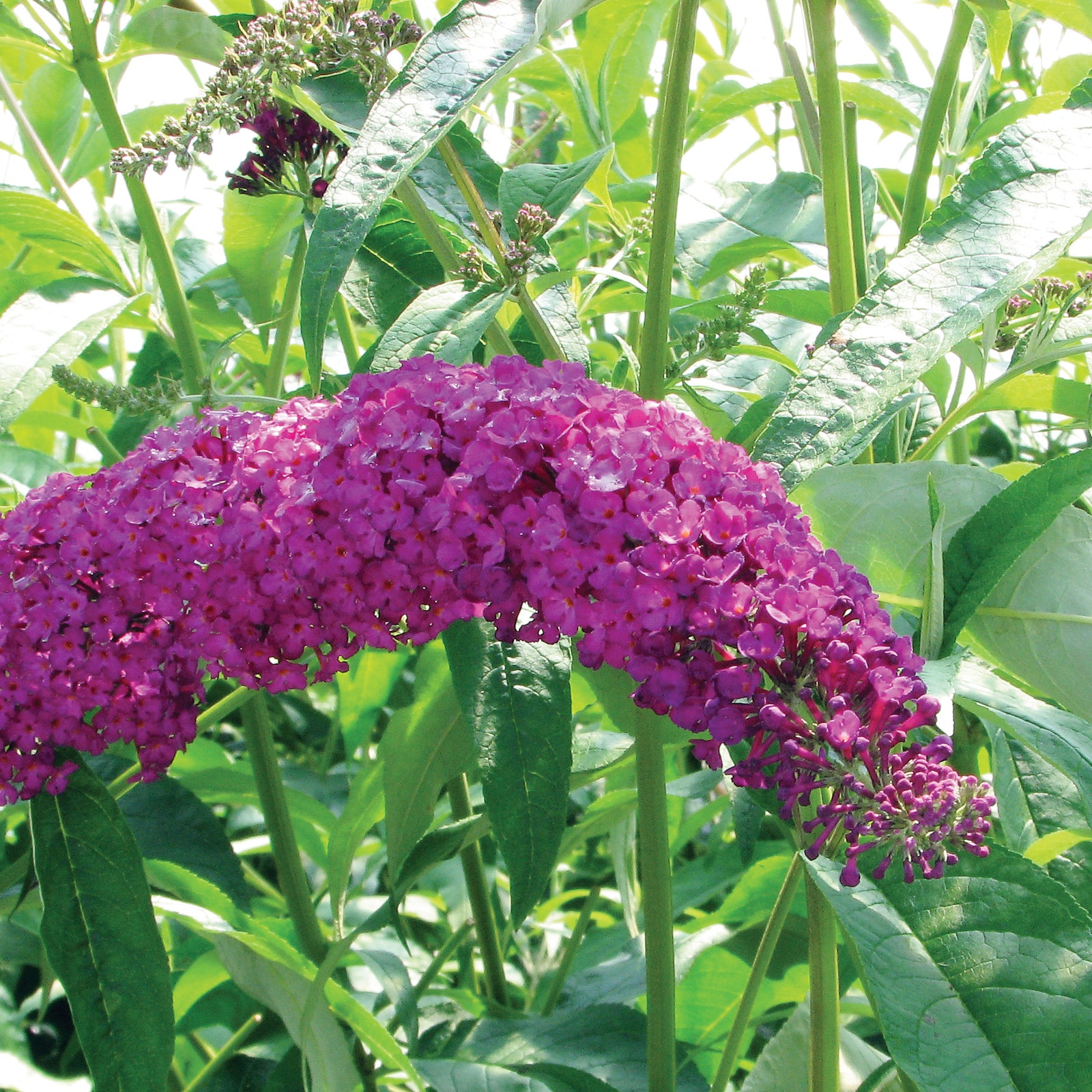 Buddleia davidii Royal Red Royal Red Butterfly Bush