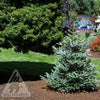 Abies koreana Horstmann's Silberlocke Silver Korean Fir