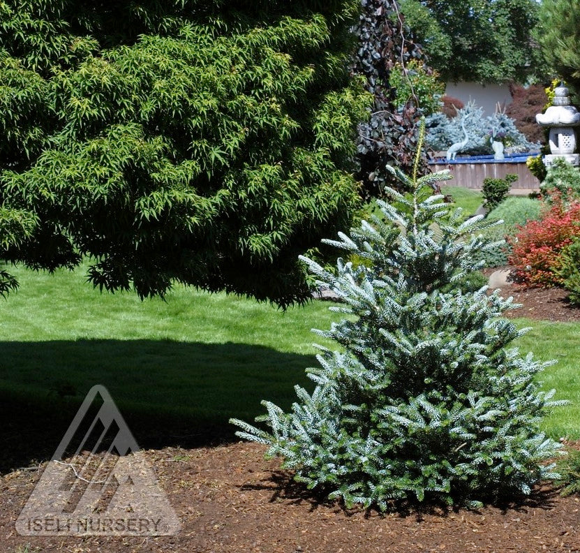 Abies koreana Horstmann's Silberlocke Silver Korean Fir