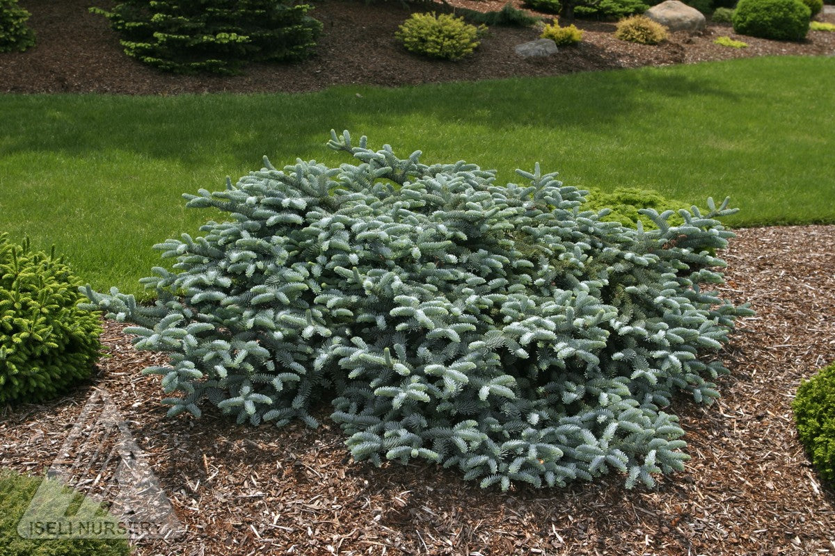 Abies procera Glauca Prostrata Prostrate Blue Noble Fir