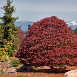 Acer palmatum Rhode Island Red Rhode Island Red Japanese Maple