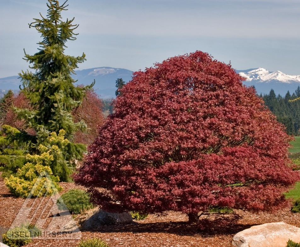 Acer palmatum Rhode Island Red Rhode Island Red Japanese Maple