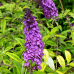 Buddleia davidii Santana PP12838 Santana Butterfly Bush