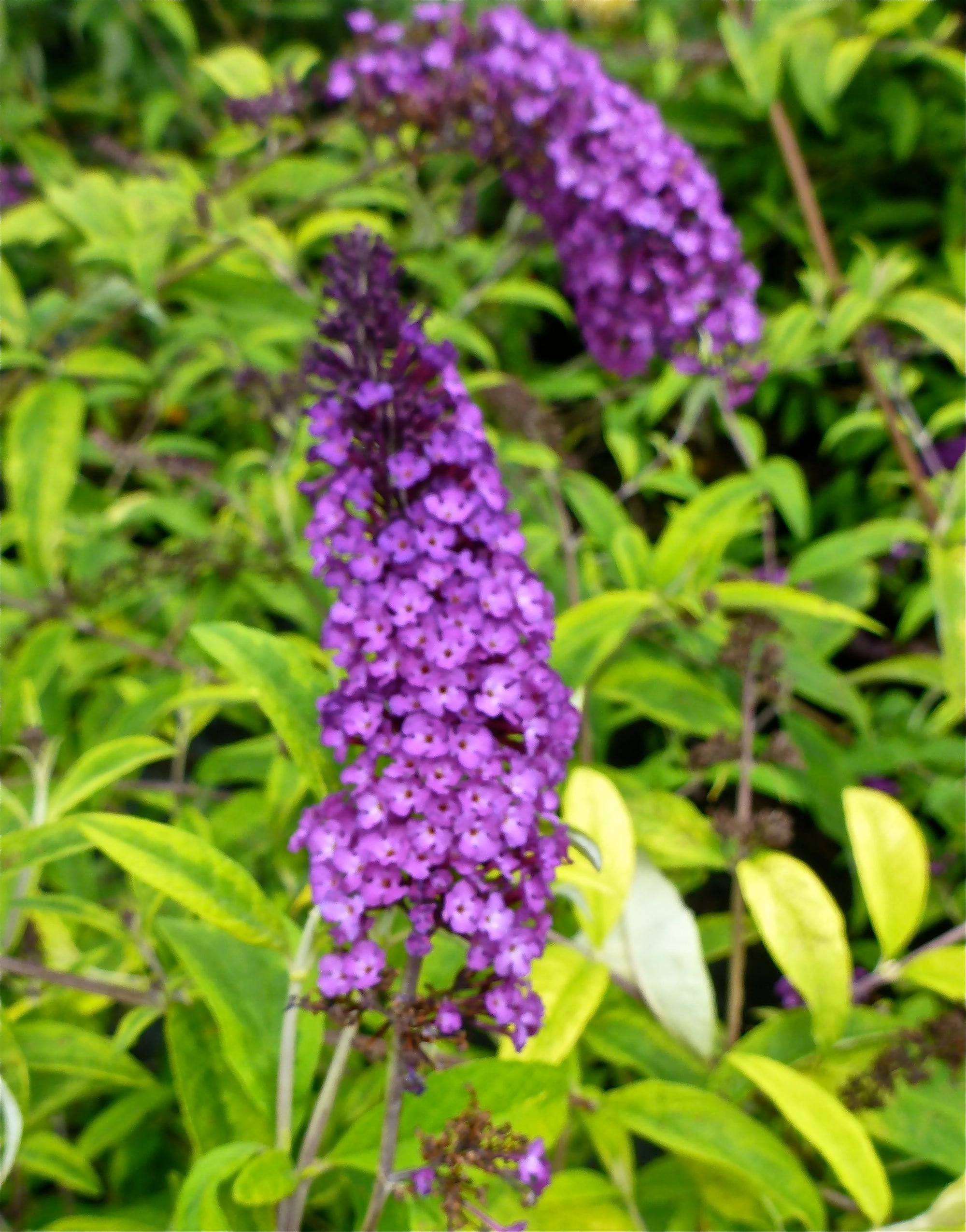 Buddleia davidii Santana PP12838 Santana Butterfly Bush