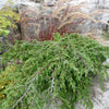 Juniperus communis Repanda Repanda Juniper