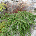 Juniperus communis Repanda Repanda Juniper