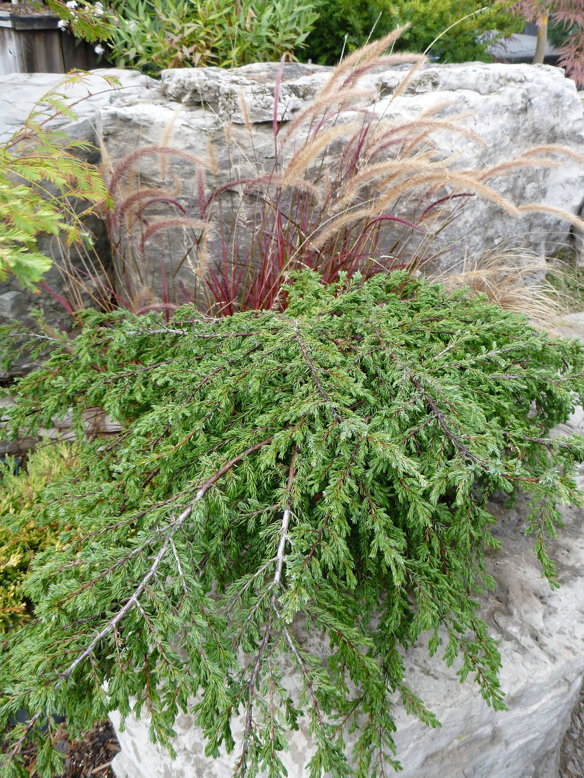 Juniperus communis Repanda Repanda Juniper