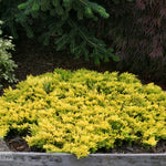 Juniperus horizontalis Gold Strike Gold Strike Creeping Juniper