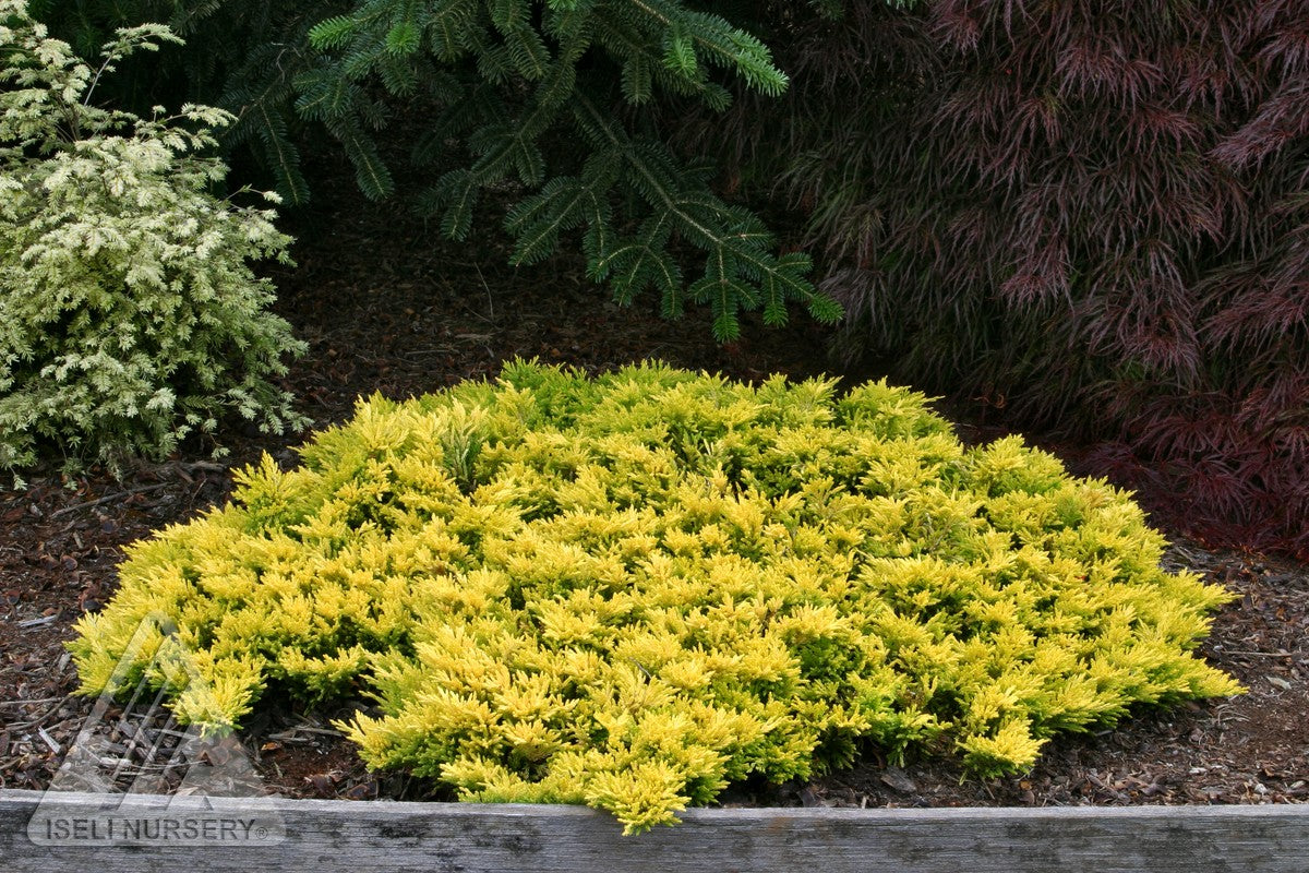 Juniperus horizontalis Gold Strike Gold Strike Creeping Juniper