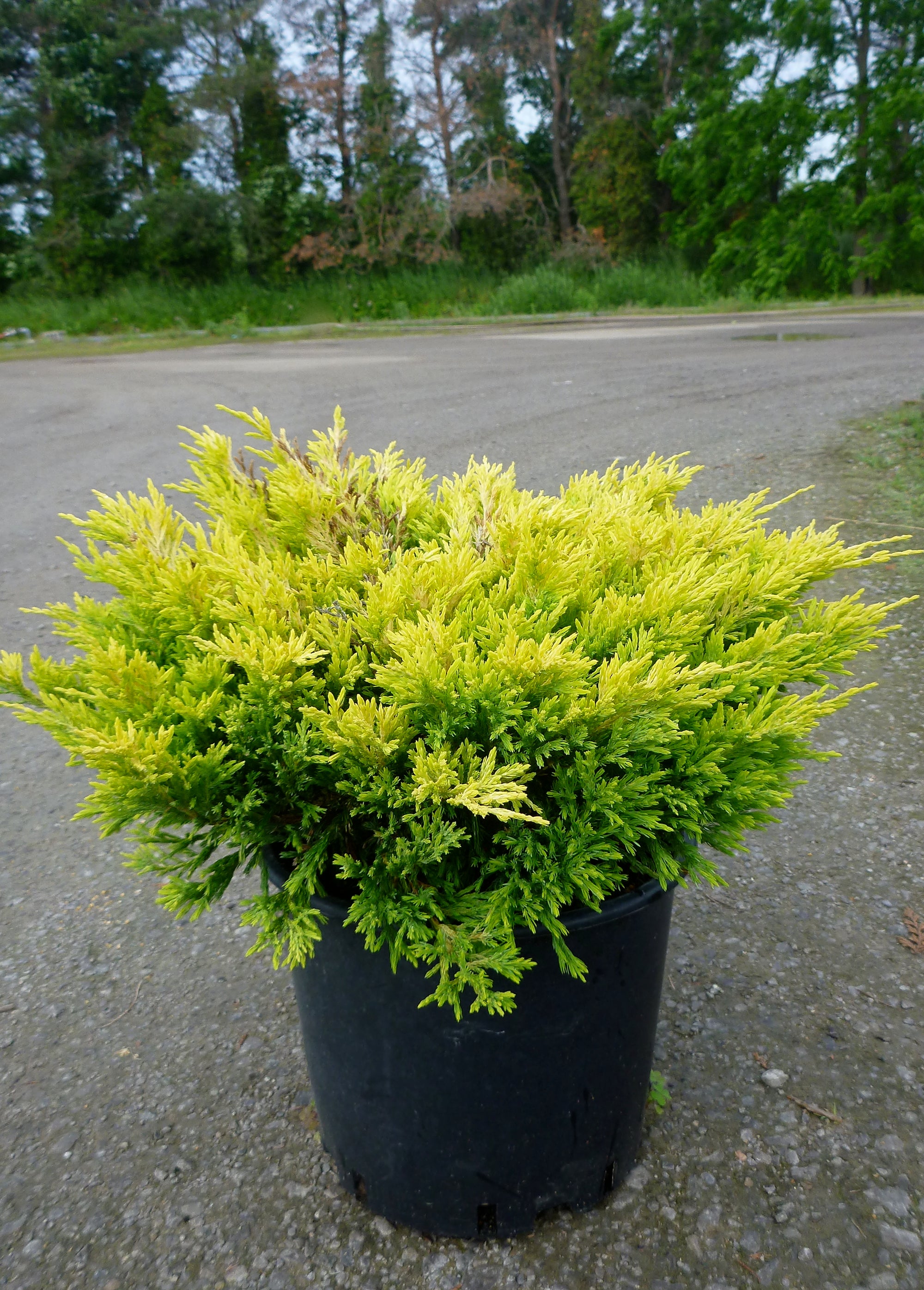 Juniperus horizontalis Limeglow Limeglow Creeping Juniper