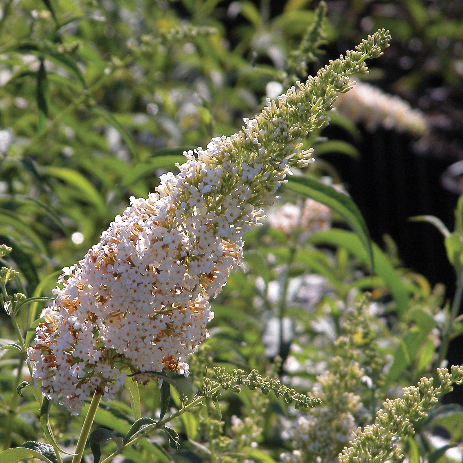 Buddleia davidii White Profusion White Profusion Butterfly Bush