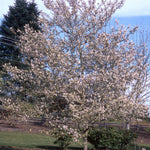 Amelanchier x grandiflora Princess Diana Princess Diana Serviceberry