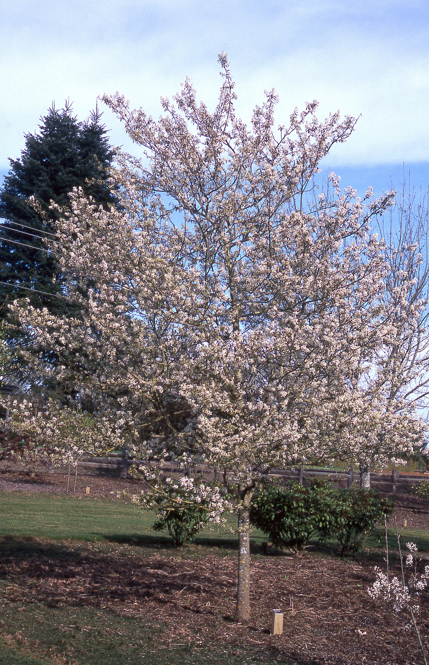 Amelanchier x grandiflora Princess Diana Princess Diana Serviceberry