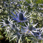 Eryngium zabelii Big Blue  PP20636, COPF Sea Holly