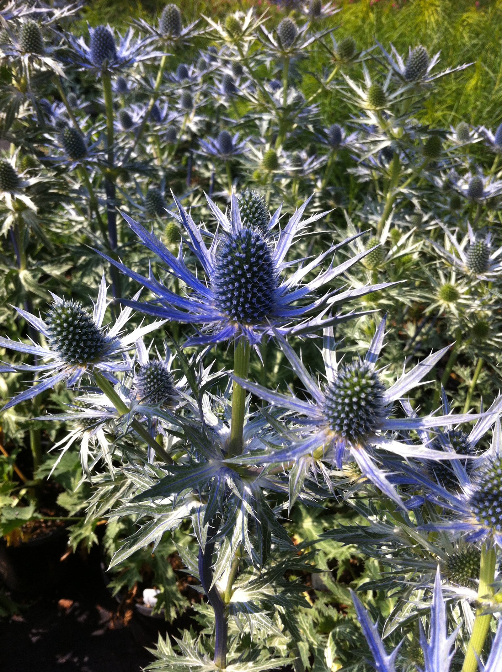 Eryngium zabelii Big Blue  PP20636, COPF Sea Holly