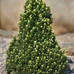 Picea glauca Pixie Dust Pixie Dust Alberta Spruce