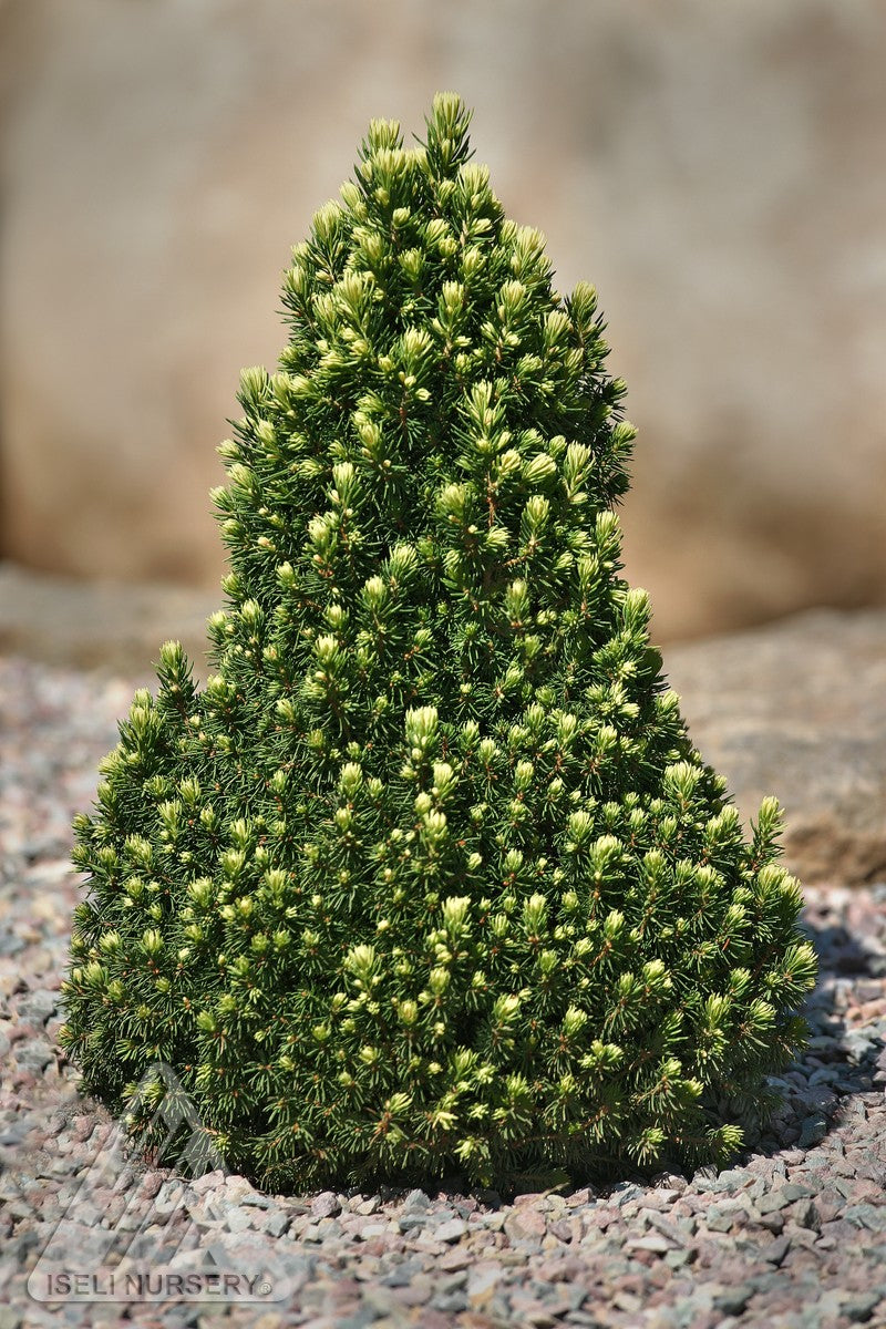 Picea glauca Pixie Dust Pixie Dust Alberta Spruce