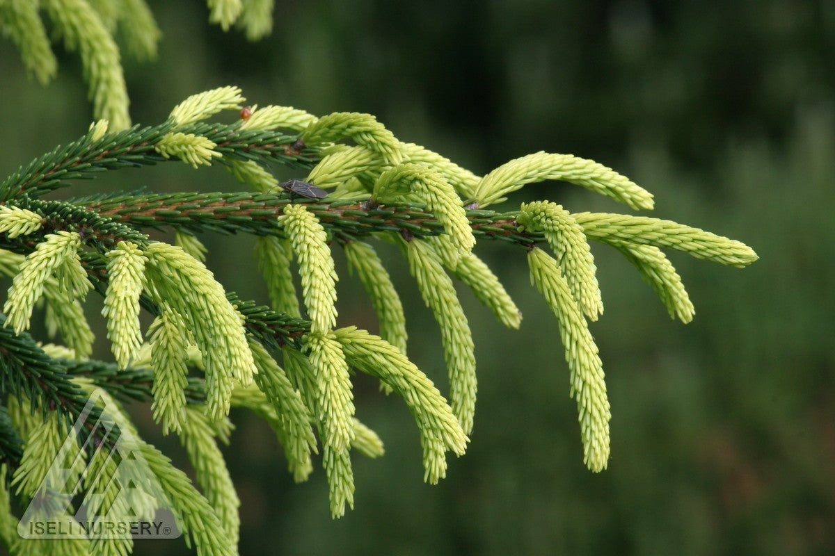 Picea orientalis Early Gold Early Gold Caucasian Spruce