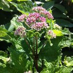 Eupatorium dubium Little Joe PP16122, COPF Joe Pye Weed