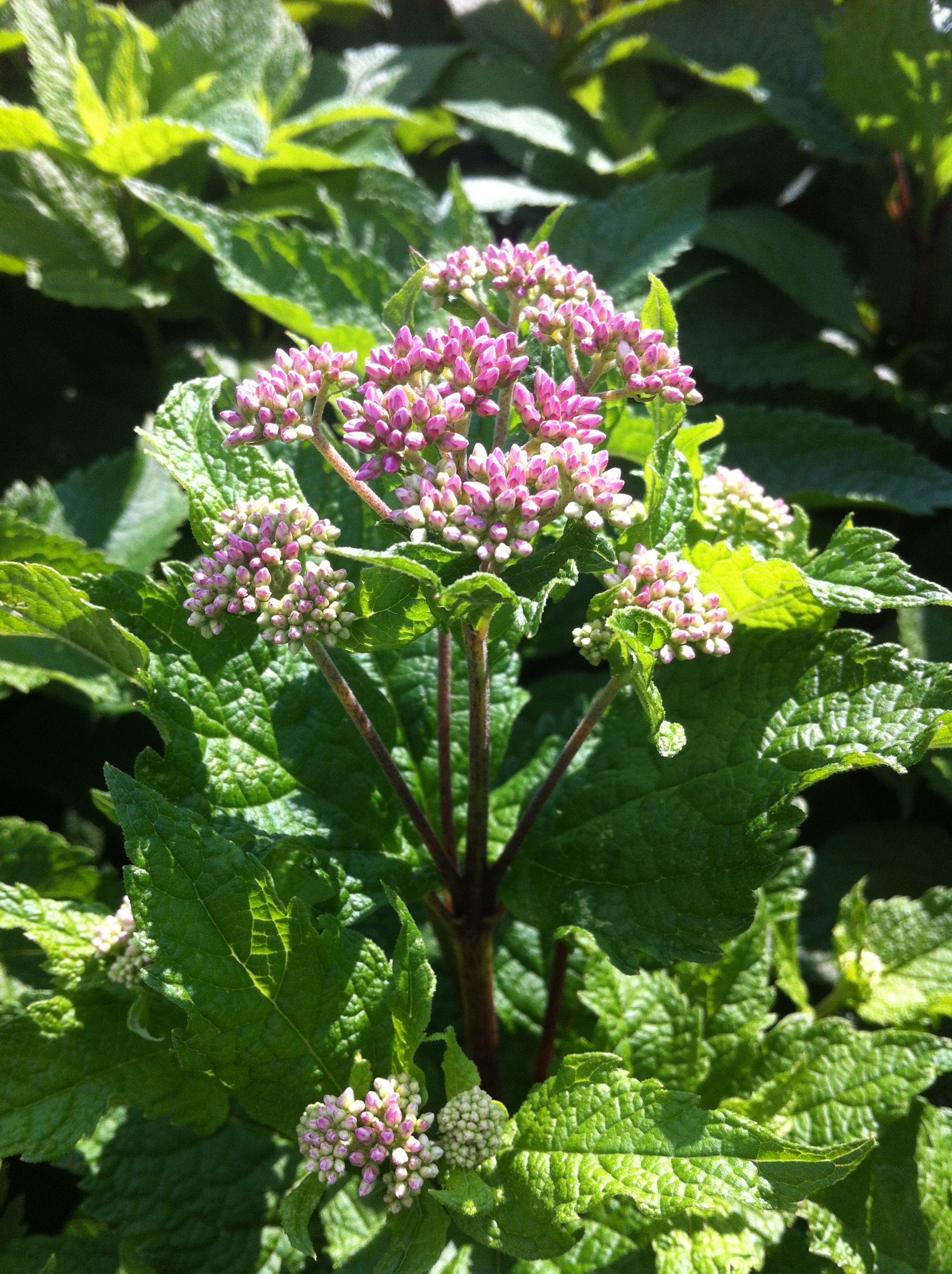 Eupatorium dubium Little Joe PP16122, COPF Joe Pye Weed