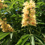 Aesculus flava Yellow Buckeye