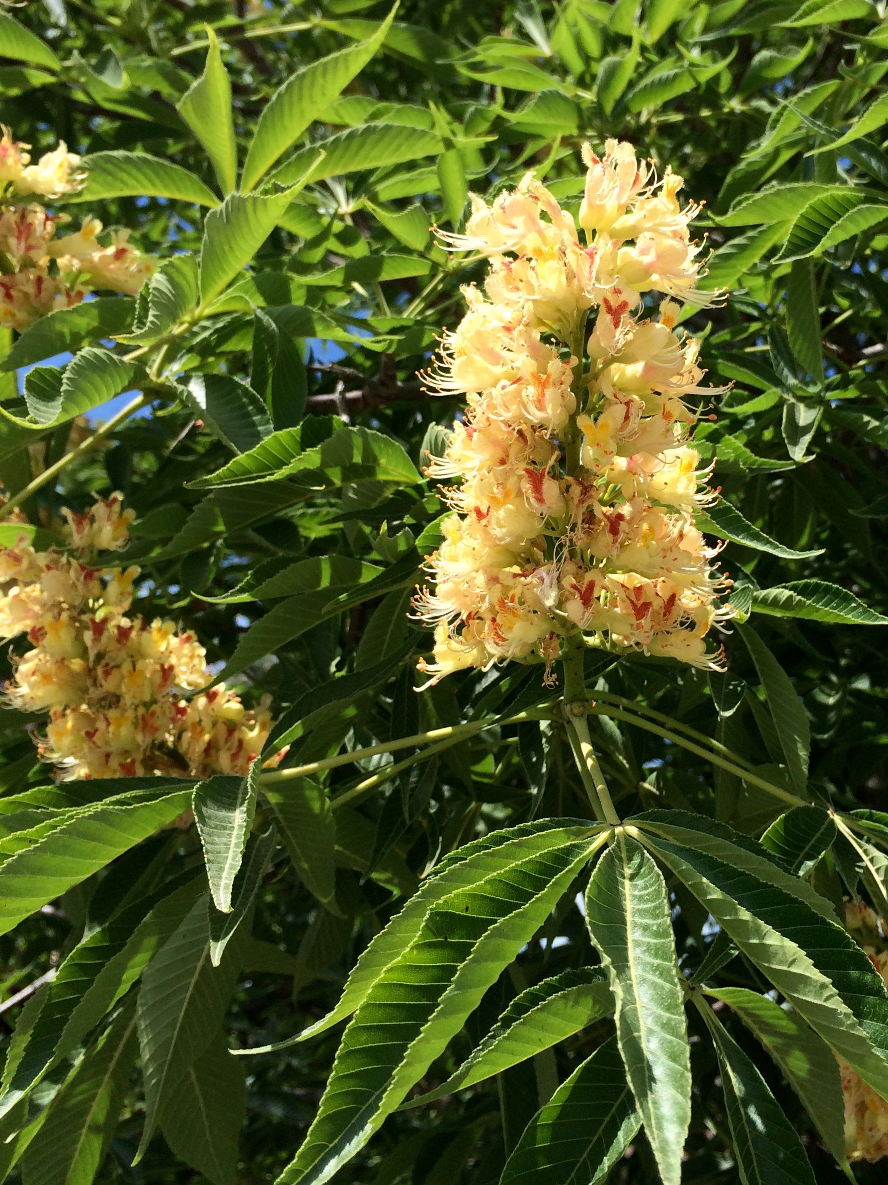 Aesculus flava Yellow Buckeye