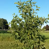 Alnus rugosa Speckled Alder