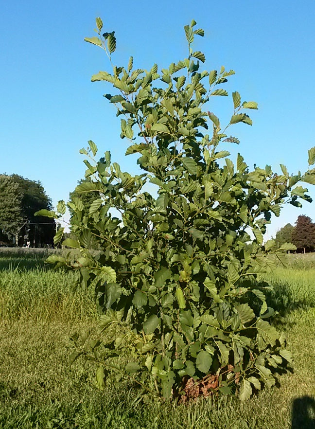 Alnus rugosa Speckled Alder